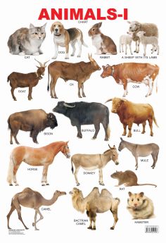 Dreamland-Animals-1
