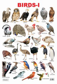 Dreamland-Birds-1