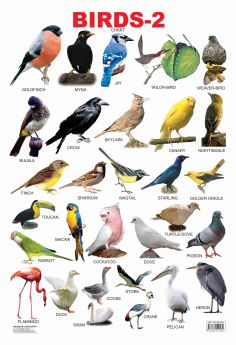 Dreamland-Birds-2