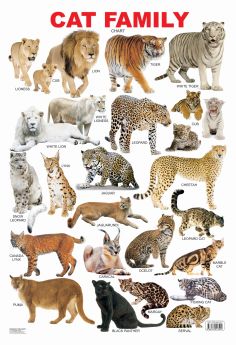 Dreamland-Cat Family Chart 