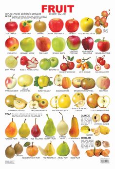 Dreamland-Fruit Chart - 1