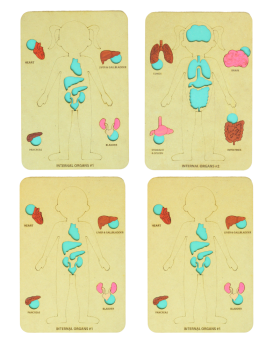 Earthytweens-Human Body Anatomy Puzzle Set