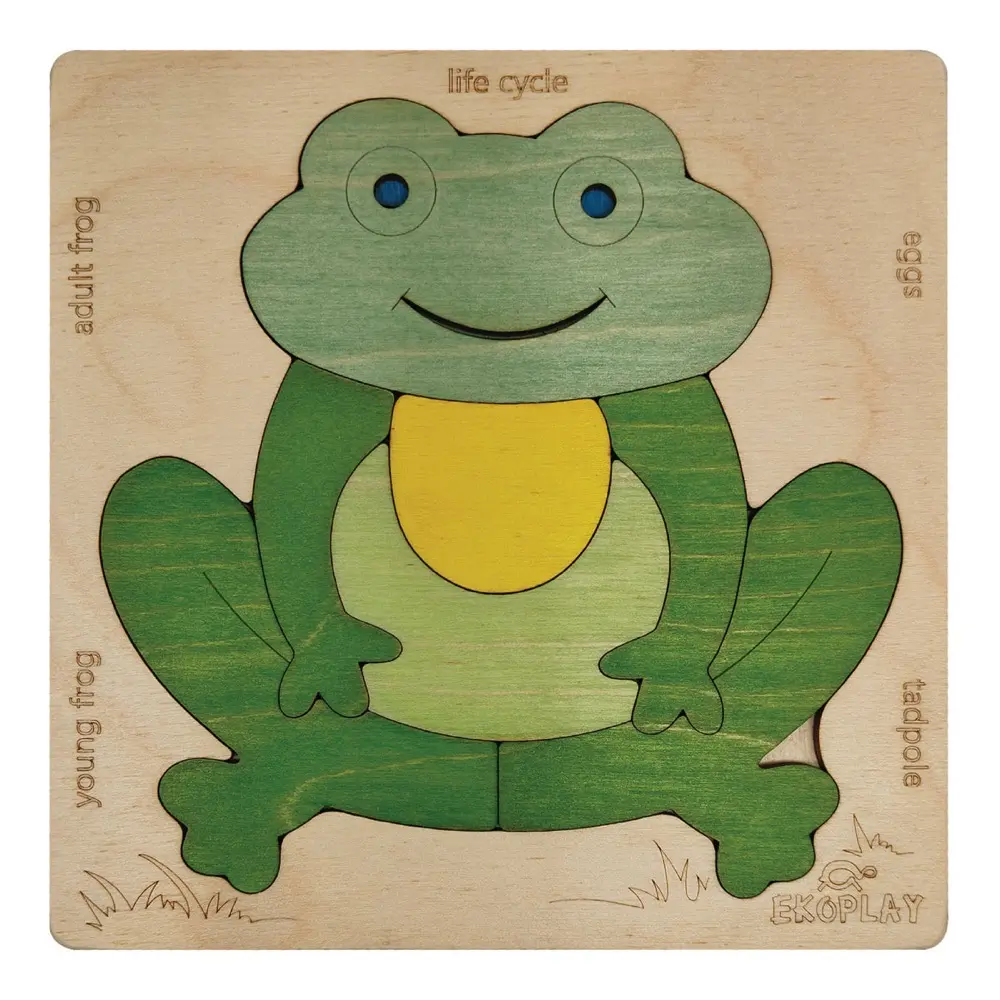 Life Cycle of a Frog